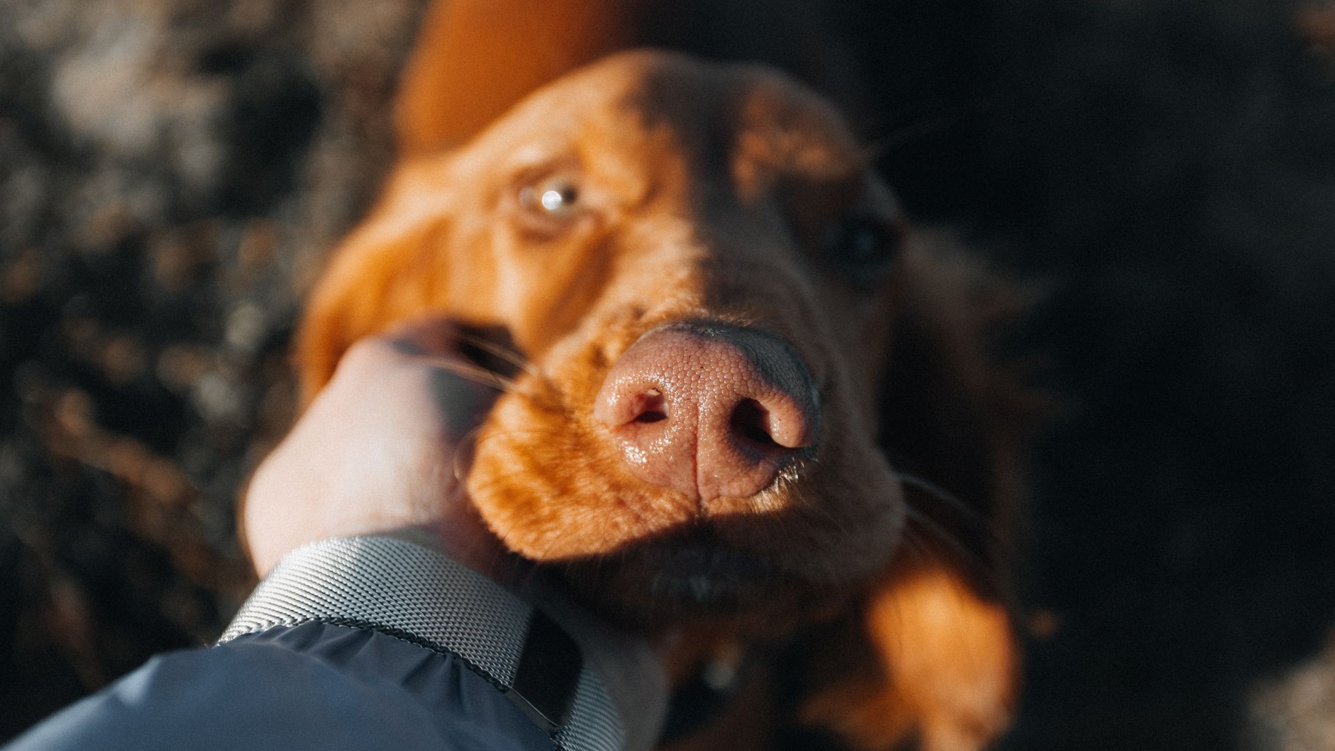 Ultimately a pet clause protects the interests of your trusted animal companions
