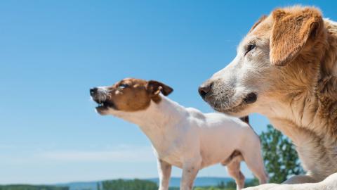 Aggressive dogs can pose a serious risk to the publics health and safety